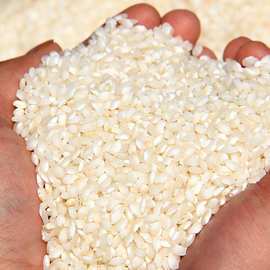 便宜大米50kg装桂朝米特色农产品肠粉米早稻籼米豆腐米粉米线专用