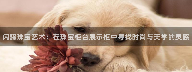 新宝5黑：闪耀珠宝艺术：在珠宝柜台展示柜中寻找时尚与美学的灵感