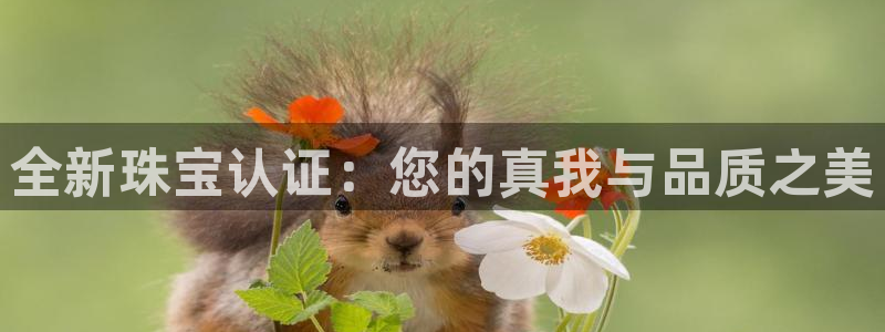 新宝5代理：全新珠宝认证：您的真我与品质之美