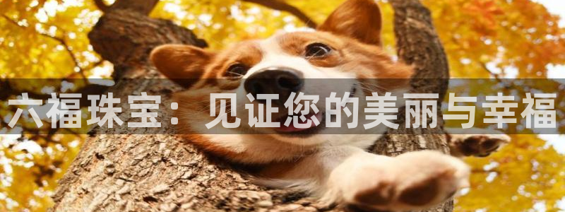 新宝5是谁的：六福珠宝：见证您的美丽与幸福